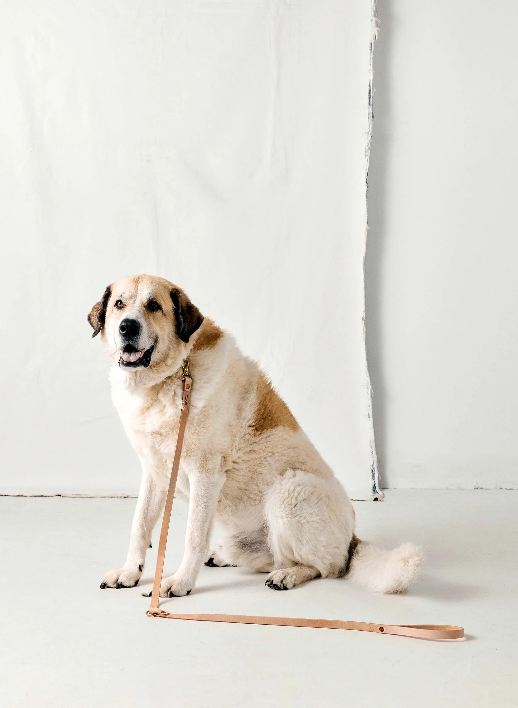 emil erwin x i+w dog leash - Image 7
